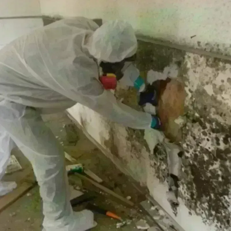 Mold Remediation and Removal in Evergreen, AL